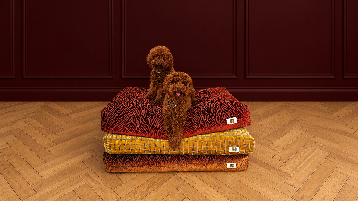 Le panier pour chien design qui ne se cache plus.