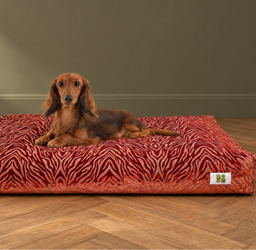 Chien installé sur le coussin RED HOOK – Billy Brooklyn